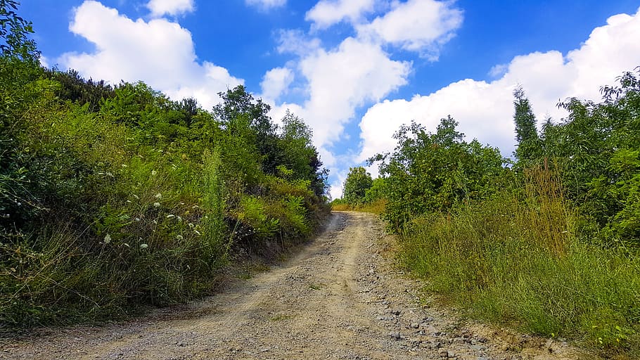 nature-view-nature-green-plant.jpg