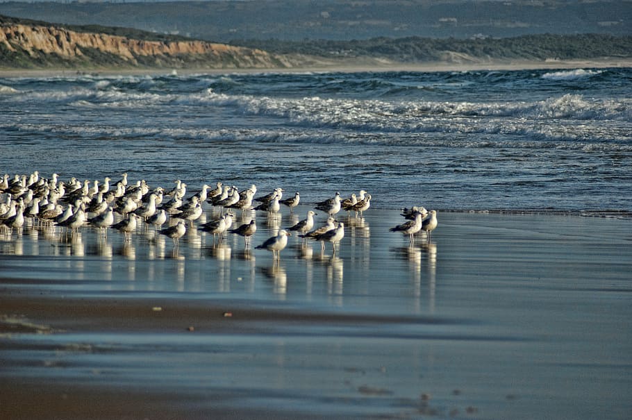 seagulls, beach, blue, mar, water, nature, birds, ocean, tranquility HD wallpaper