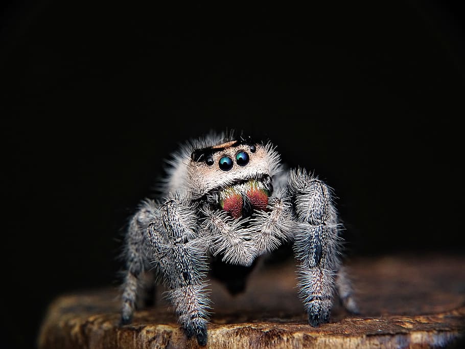 closeup photo of gray spider, jumping, web, eyes, intelligent