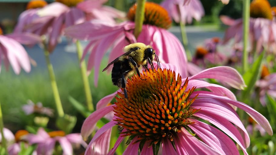 selective focus photography of bee perched on pink petaled flower HD wallpaper