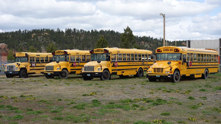 Yellow, Transport, America, schoolbus, transportation, land vehicle HD wallpaper