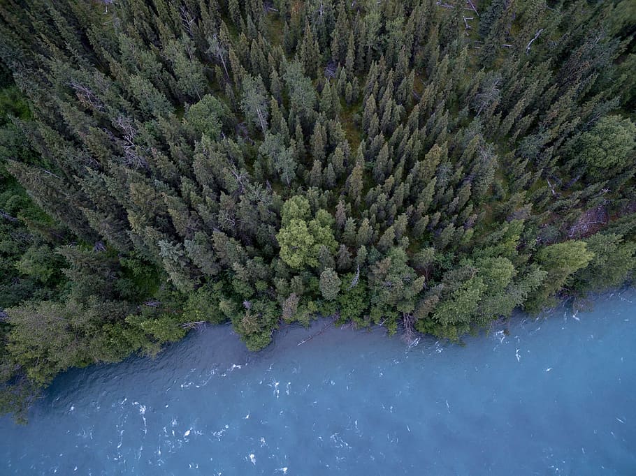 lake, river, water, trees, forest, woods, nature, aerial, view HD wallpaper