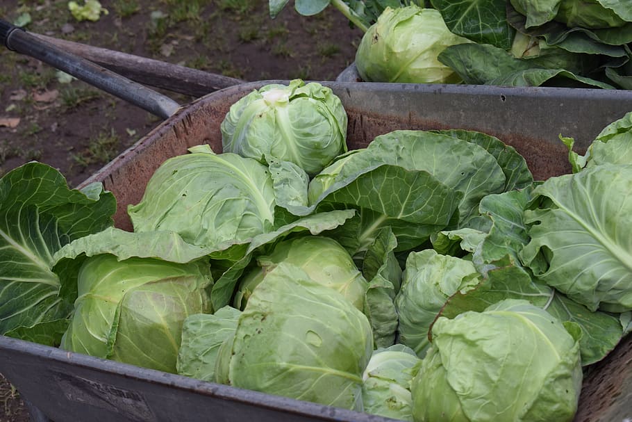 cabbage, fresh, vegetable, vegetables, fresh vegetables, vegetarian HD wallpaper