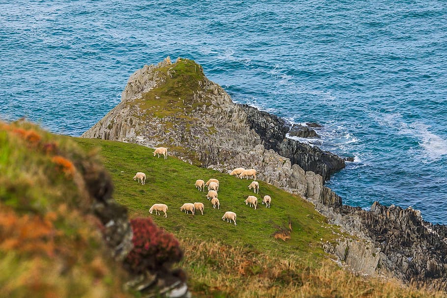 herd of sheep on grass field near rock cliff and body of water HD wallpaper
