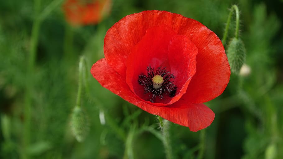poppy, flower ephemeral, fields, flowering plant, red, fragility HD wallpaper