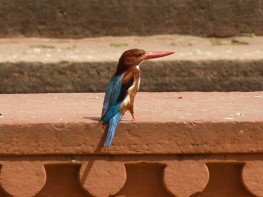Kingfisher, India, bird, animal, wildlife, feather, nature HD wallpaper
