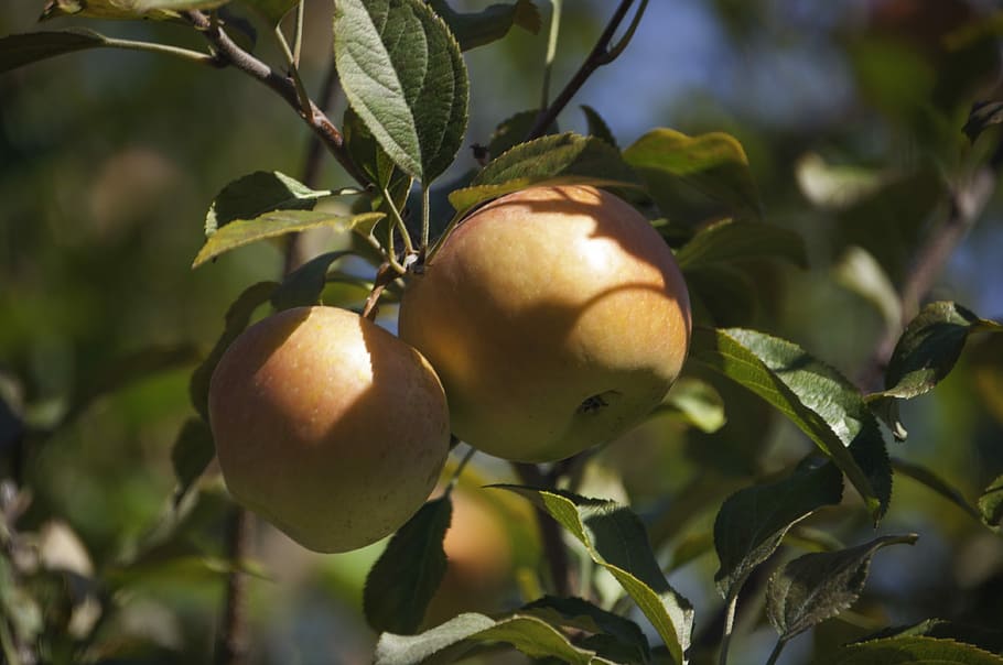 Apple, Tree, Nature, Green, Garden, fruit, leaf, season, branch HD wallpaper
