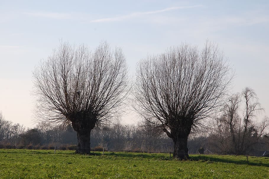 willow, trees, nature, winter, landscape, plant, sky, grass HD wallpaper