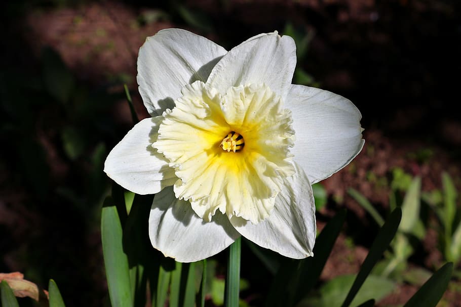 Daffodil, Spring, Flowers, White, nature, plant, petal, close-up HD wallpaper