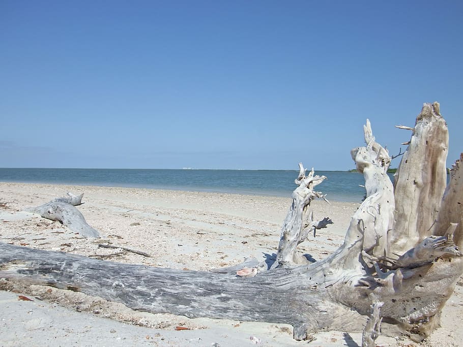 Beach, Driftwood, Sand, Blue, Ocean, water, shore, coast, sky HD wallpaper