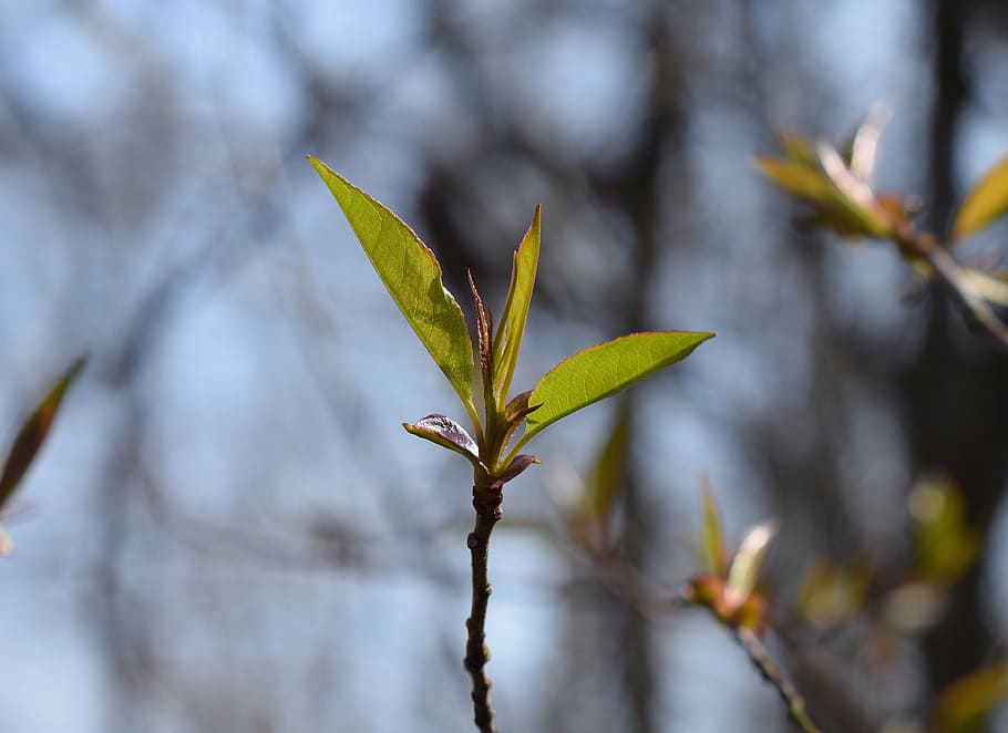 new apple tree leaves, fruit, growing, garden, plant, spring HD wallpaper