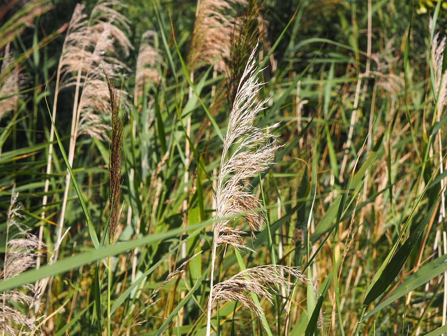 fern, wind, summer, nature, plant, agriculture, eddy, movement HD wallpaper