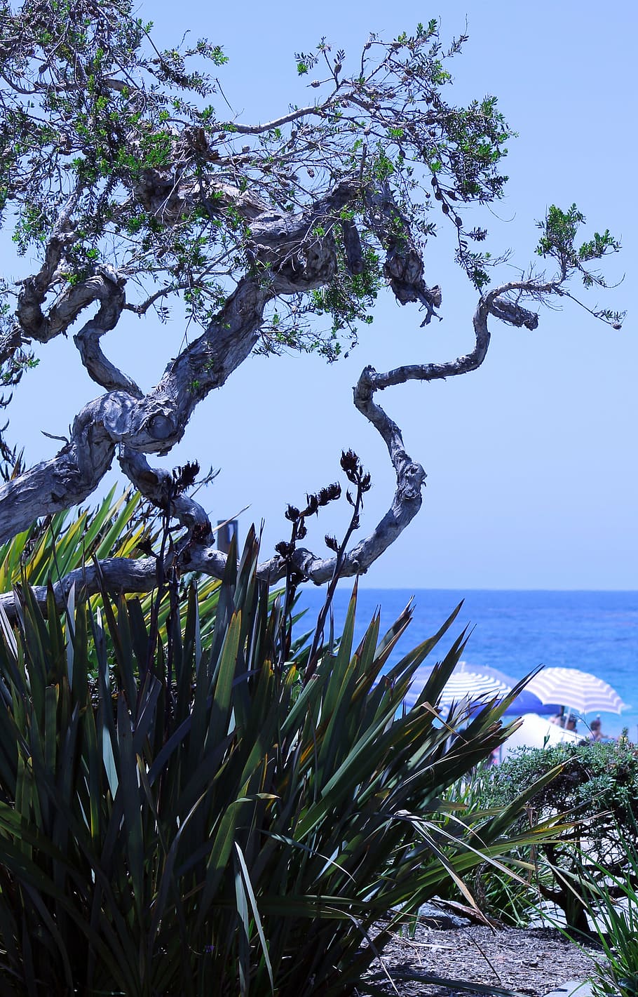 beach, sea, ocean, tree, umbrellas, plants, vacation, water HD wallpaper