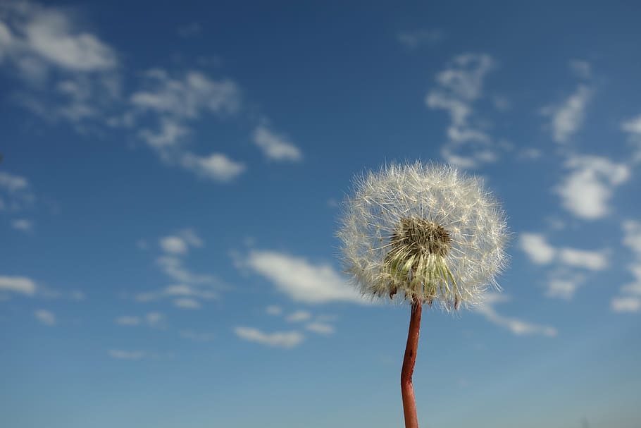 rule of thirds photography of dandelion, sky, clouds, blue HD wallpaper