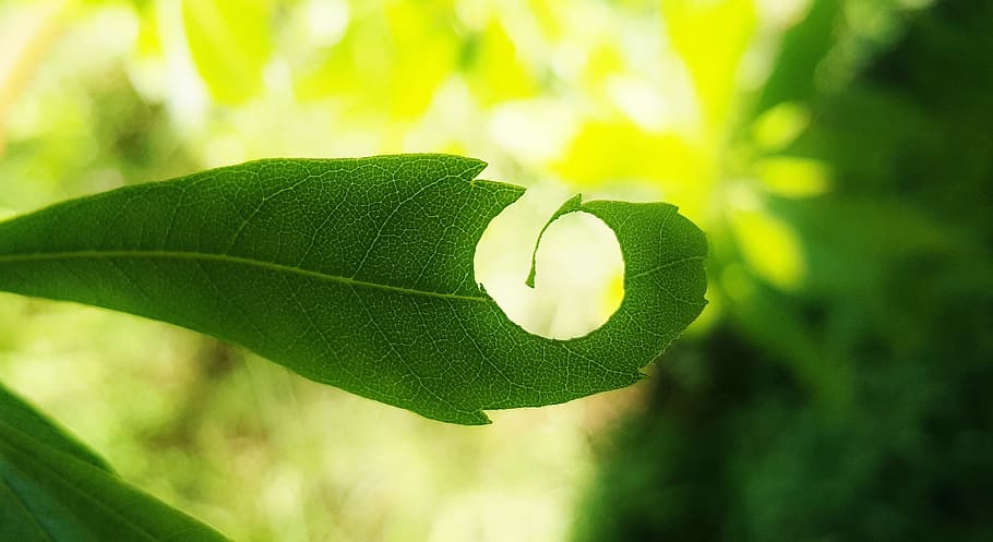 Leaf, Hole, Leaves, Green, Spiral, insect damage, backlit, close up HD wallpaper
