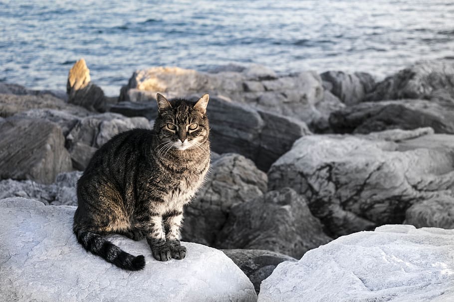 Cat, Look, Pet, Free, Observing, Sea, rocks, domestic cat, one animal HD wallpaper