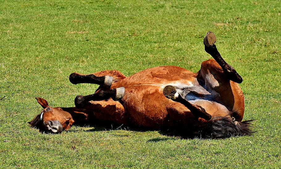 horse laying down on grass, coupling, left out, play, rolling HD wallpaper
