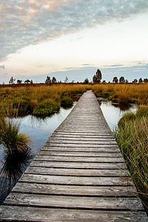 moor, heide, marsh, nature, landscape, nature reserve, swamp HD wallpaper
