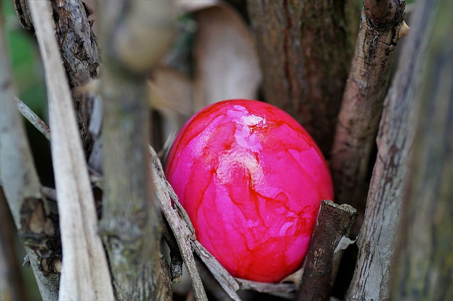 egg, easter eggs, hidden, the tradition of, isolated, spring HD wallpaper