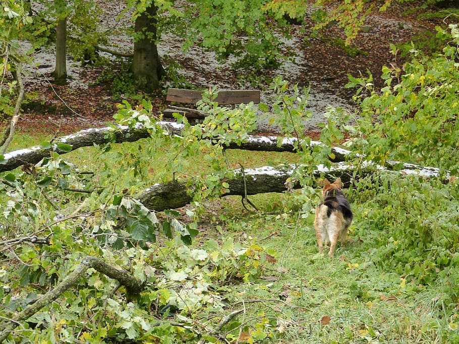 forest, tree, destroyed, damaged, nature, landscape, devastation HD wallpaper