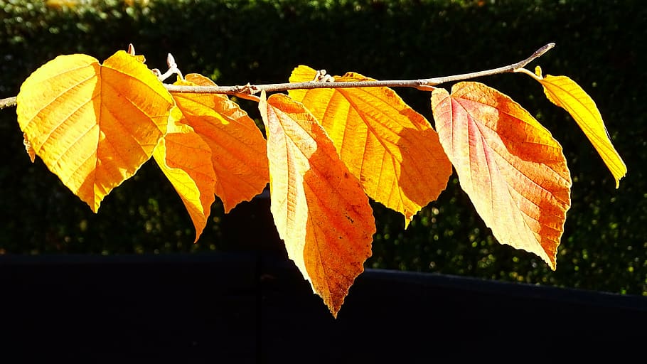 autumn, discoloration, leaves, fall foliage, bright, fall color