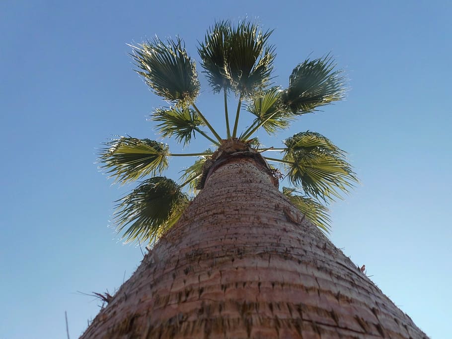 palm, tribe, sky, log, plant, palm tree, palm tree root, tropical climate HD wallpaper