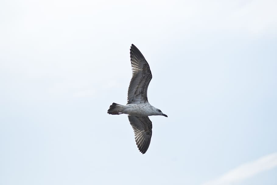seagull, bird, fly, peace, environmental, birds, nature, animal HD wallpaper