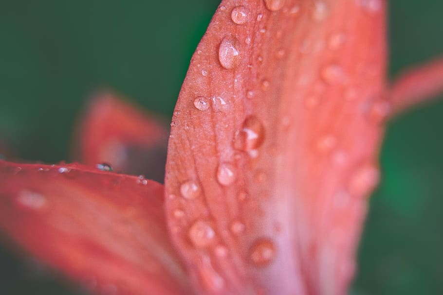nature, macro, dew, drop, closeup, flower, wet, spring, droplet HD wallpaper