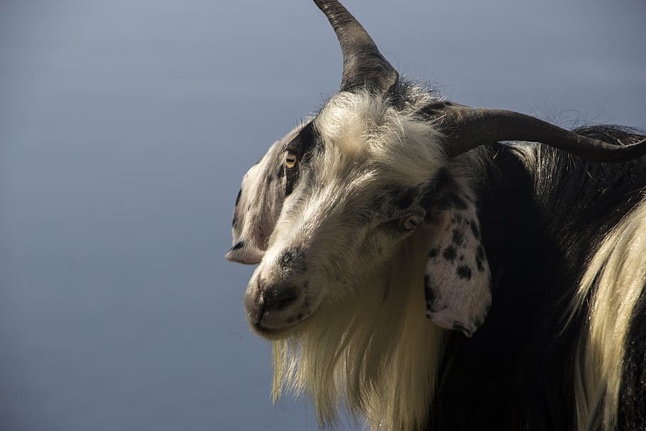 goat, nature posing, pose, natural, young, farm, caucasian HD wallpaper