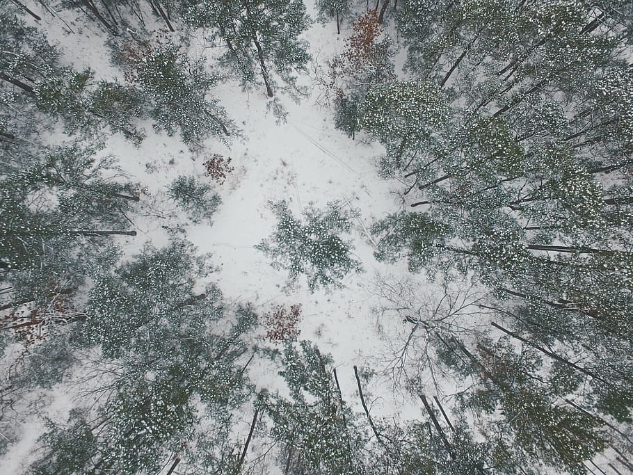 birds eye view of forest covered by snow, nature, landscape, winter, HD wallpaper