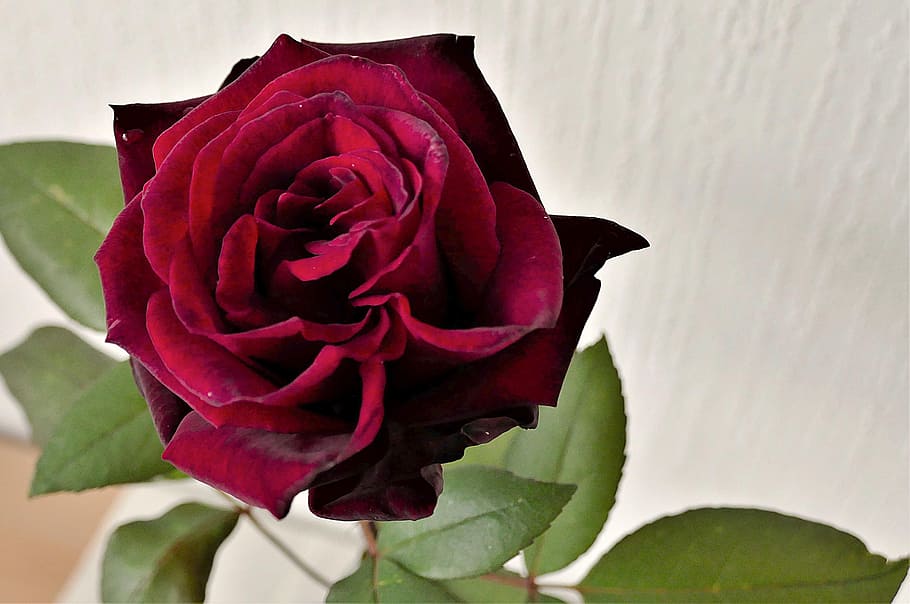 closeup photo of red rose flower, blossom, bloom, rose bloom HD wallpaper