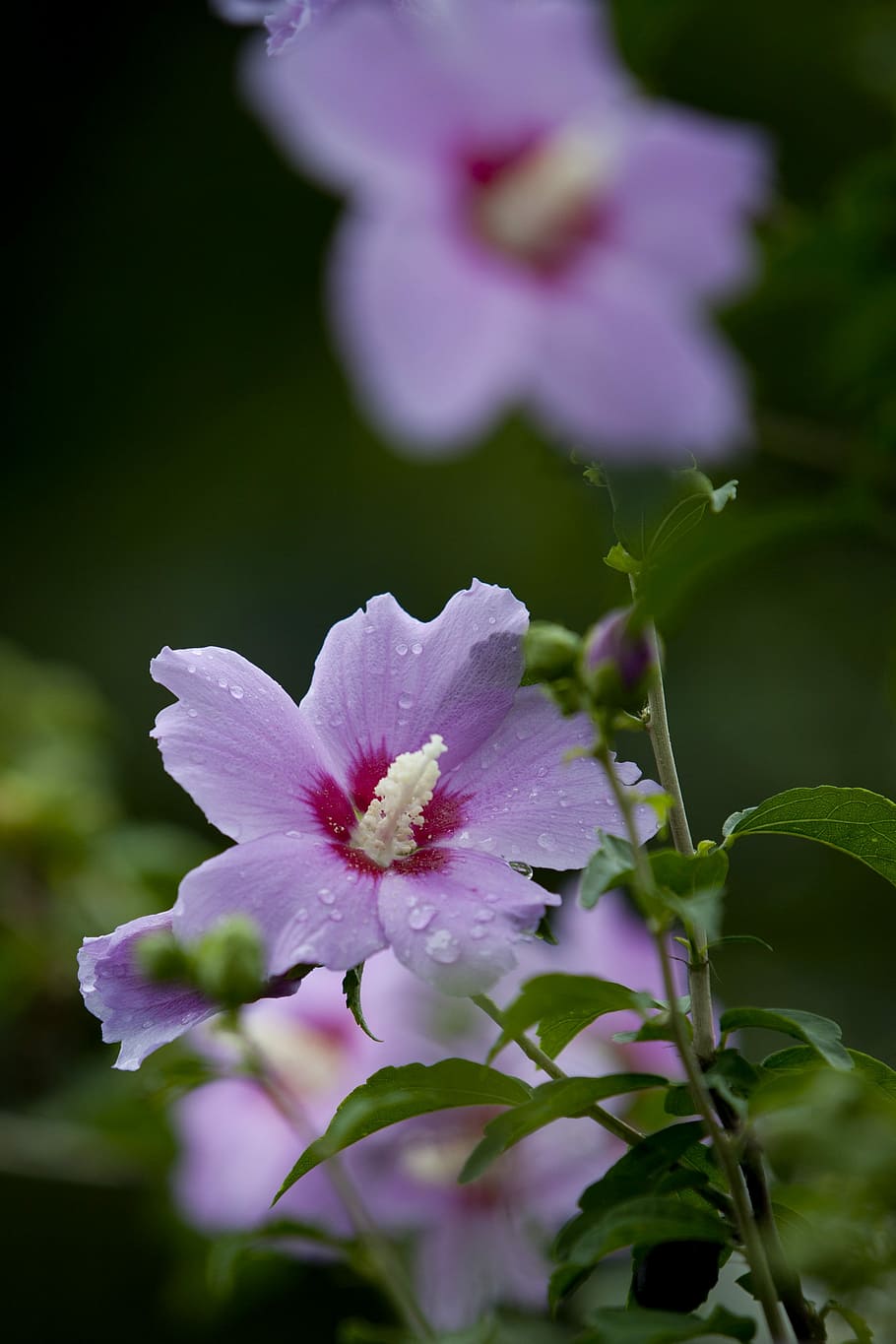 Nature, Plants, Flowers, Tabitha, park, pool, pink, after, rose of sharon, HD wallpaper