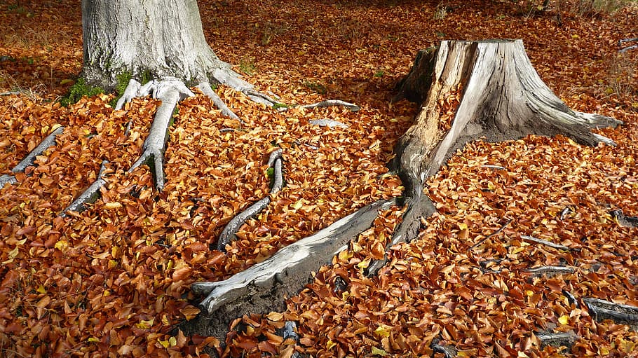 Fall Foliage, Log, Autumn, Forest, forest floor, nature, tree stump HD wallpaper