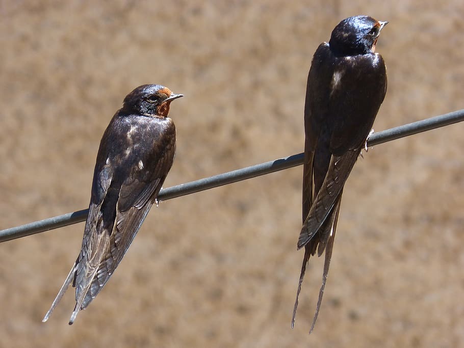 cable, swallow, couple, oreneta, hirundo rustica, bird, animals in the wild HD wallpaper