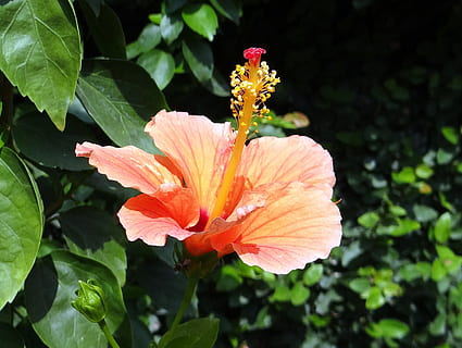 HD wallpaper: china rose, hibiscus double, rosa sinensis, shoe flower, red  | Wallpaper Flare