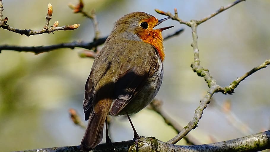 European robin on wood branch, bird, nature, forest, animal HD wallpaper