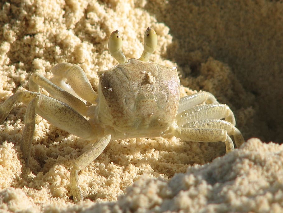crab, crustacean, pincer, animal themes, animal wildlife, animals in the wild HD wallpaper