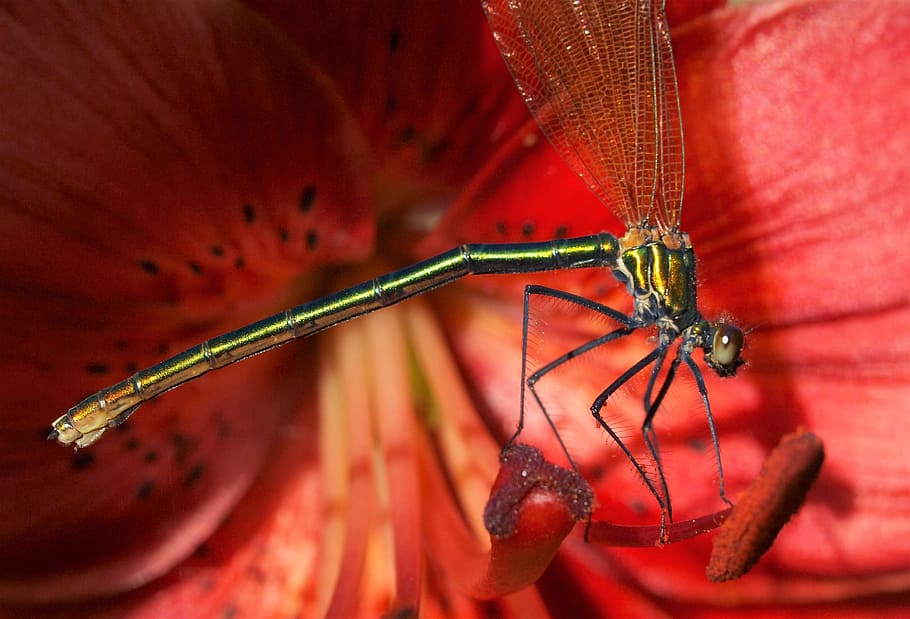 insect, damsel fly, flower, animal themes, one animal, invertebrate HD wallpaper