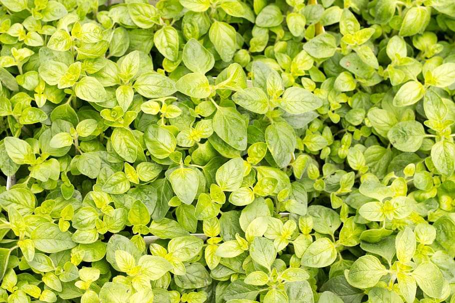 basil, green, kitchen spice, mediterranean, plant, leaves, green color HD wallpaper