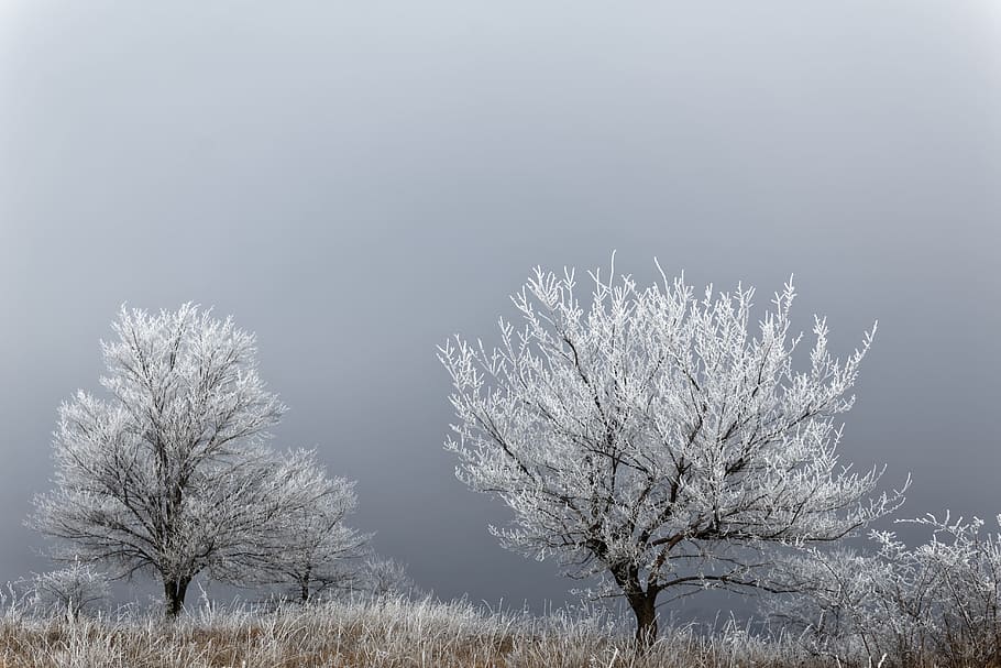 white tree plants on gray sky during daytime, white leaf tree during day time HD wallpaper