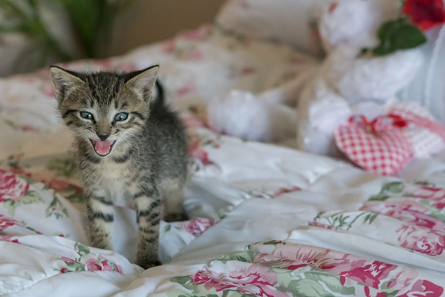 gray Tabby kitten on white and pink floral bed sheet, newborn, HD wallpaper