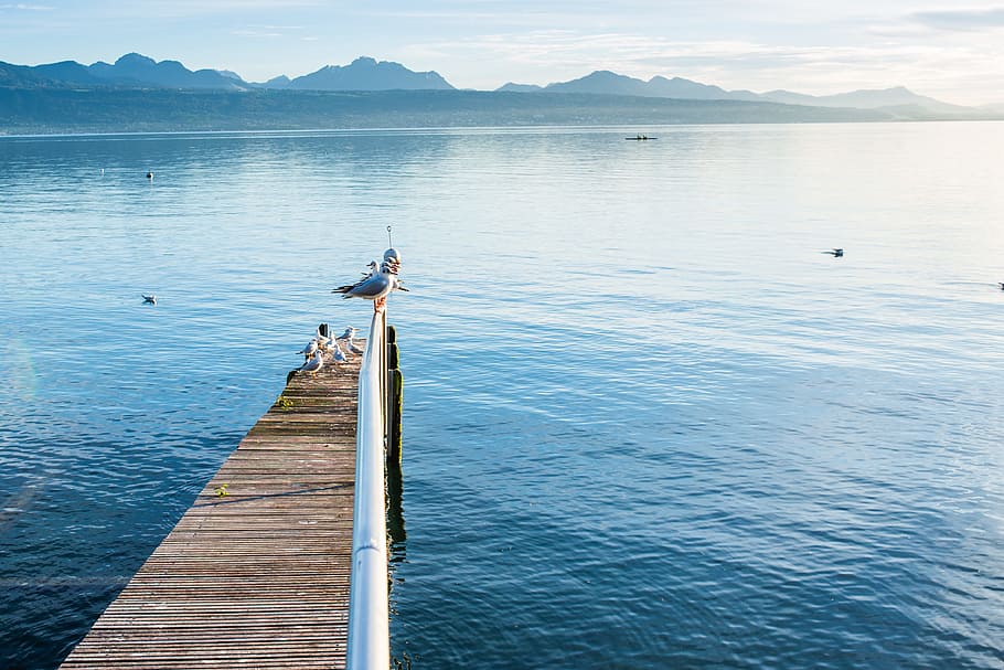 Brown and Silver Pier over Body of Water, birds, dock, gulls HD wallpaper
