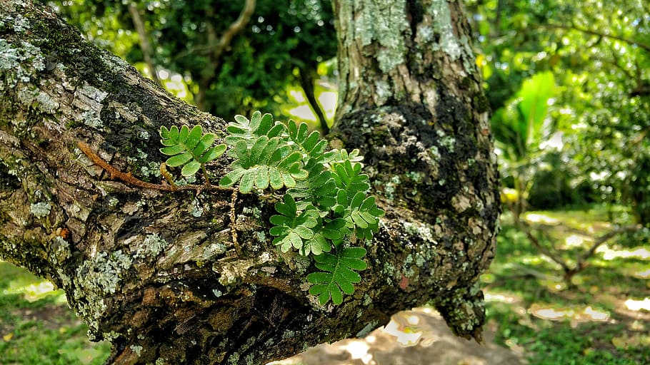 leafs, branch, bark, nature, plant, tree trunk, growth, focus on foreground HD wallpaper