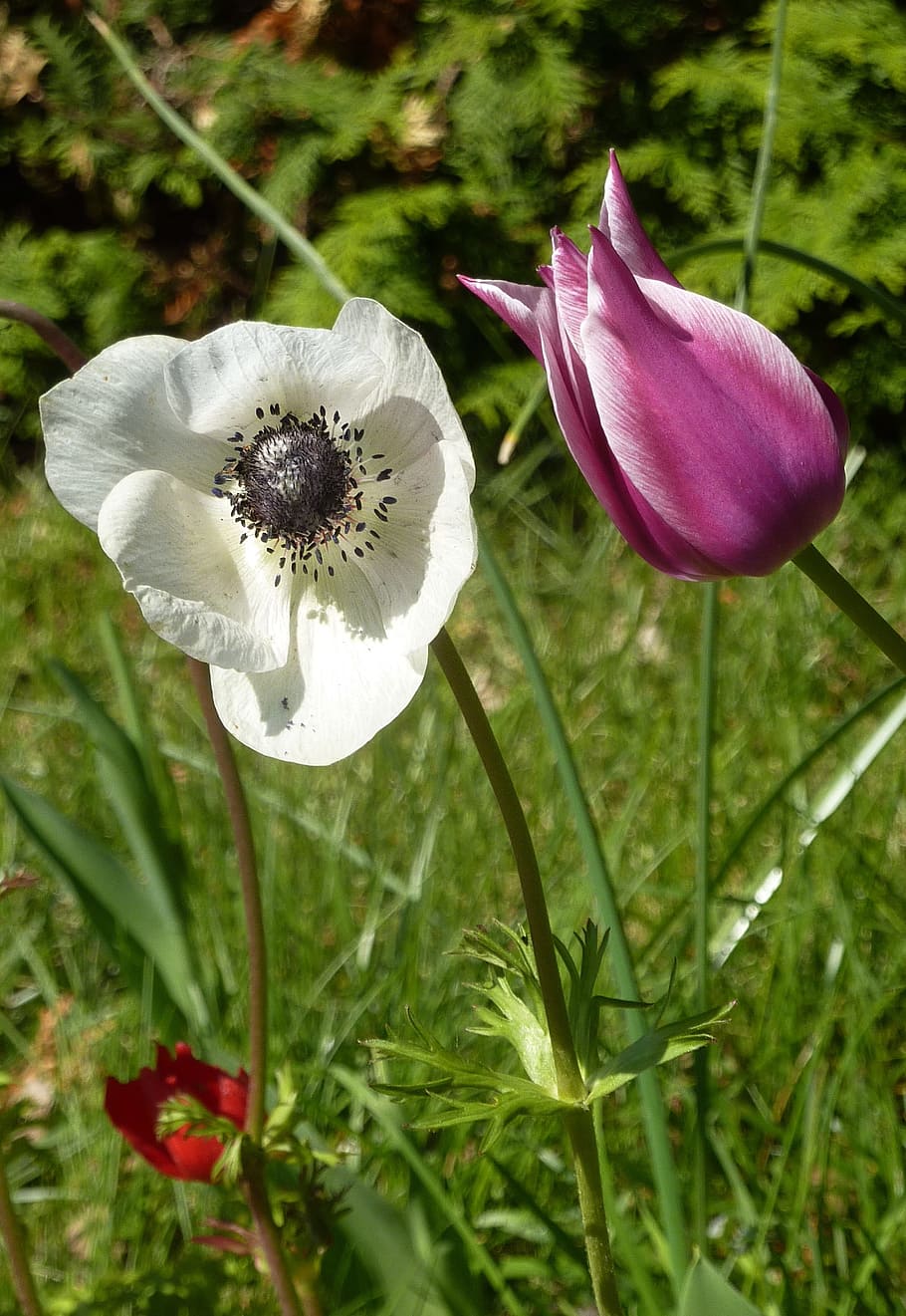 Spring, Flowers, Duo, Tulip, Garden, nature, petals, flowering HD wallpaper