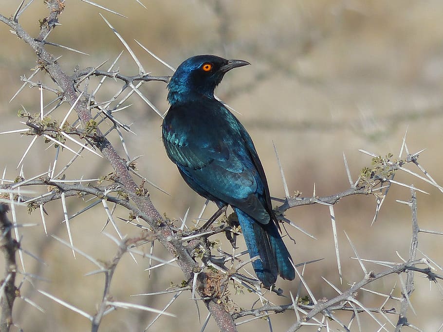 glossy-starling, bird, namibia, etoshapfanne, star, nature, wildlife, HD wallpaper