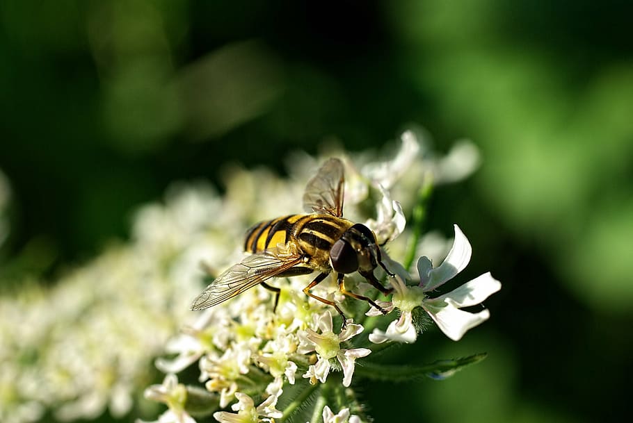 macro, bug, nature, wings, fly, flower, leaves, sheet, one animal HD wallpaper
