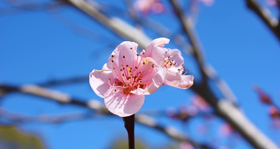 flower, bloom, flowering plant, beauty in nature, blossom, fragility HD wallpaper