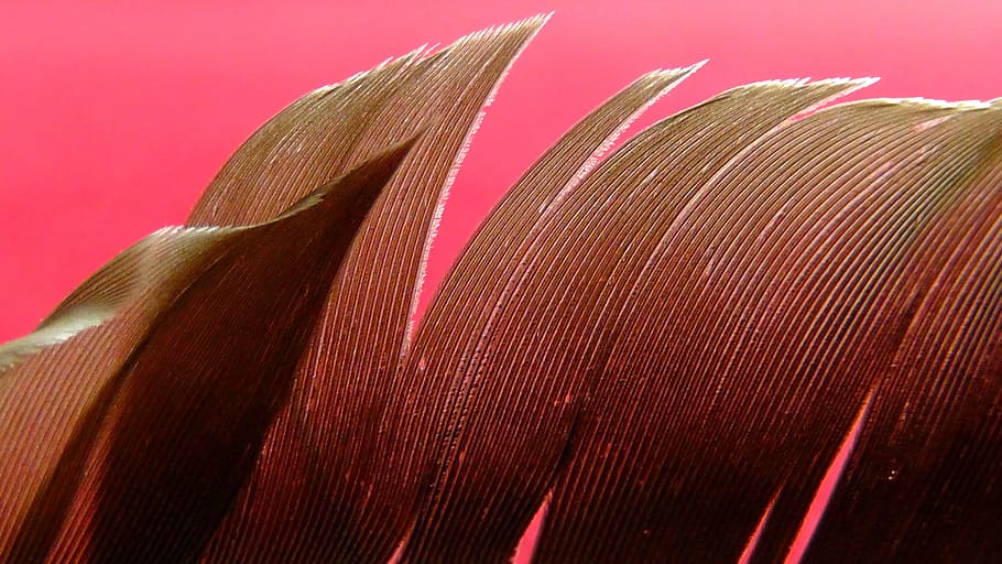 feather, bird, plumage, brown, pattern, close, animal, nature HD wallpaper