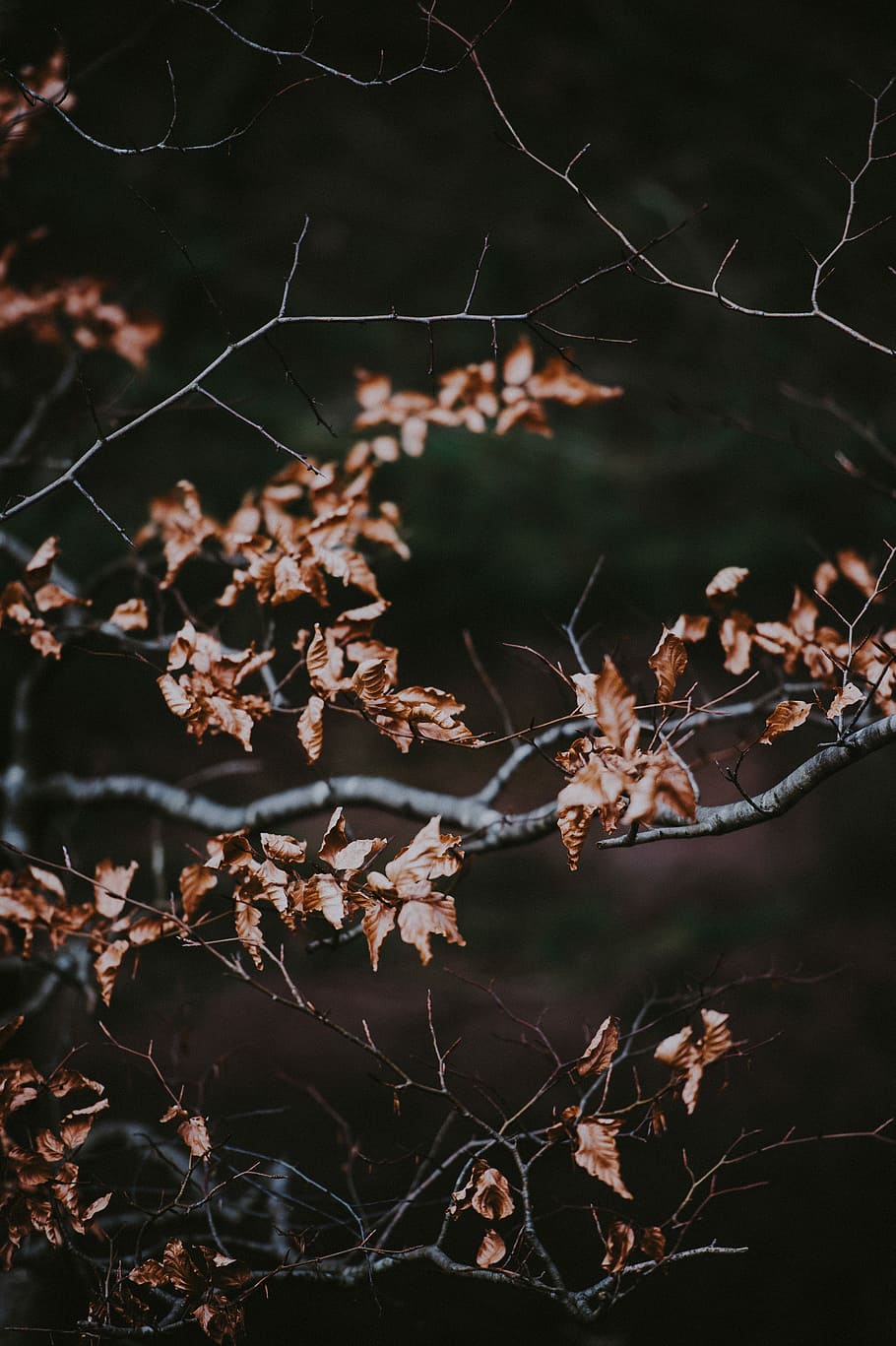 Autumn Leaves, selective focus photography of brown leaves, tree HD wallpaper