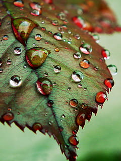 close up photography of green leaf with water dew, drops, macro HD wallpaper